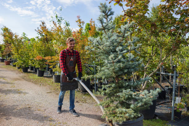 Professional Tree Removal and Landscaping Services in New Carlisle, IN